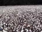 cotton
